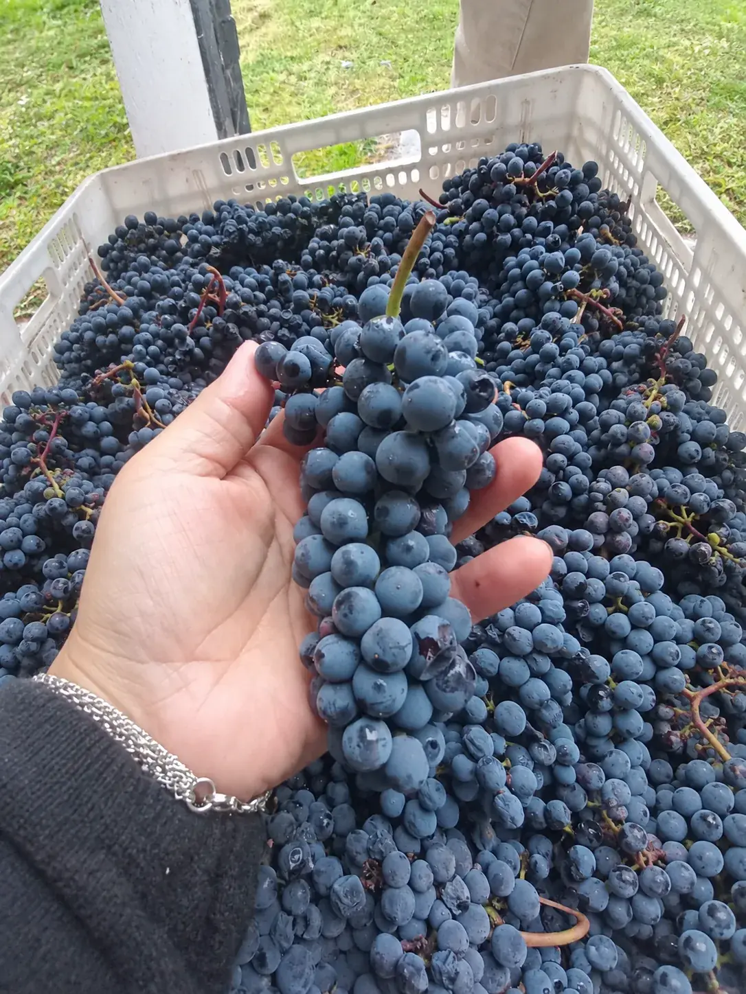 Racimo de uvas recién cosechadas sostenido en una mano