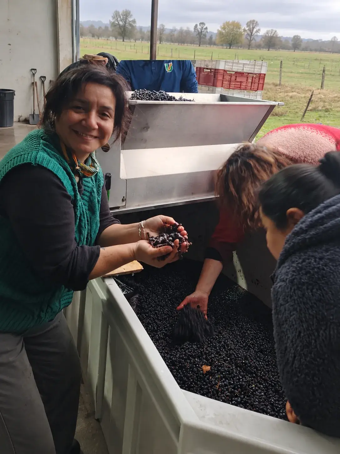 Selección manual de uvas durante la vendimia